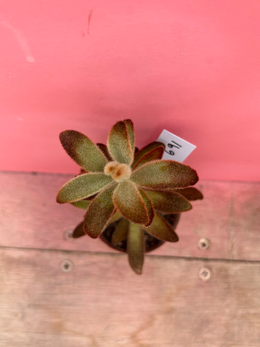 Kalanchoe tomentosa 'Chocolate Soldier' (691)