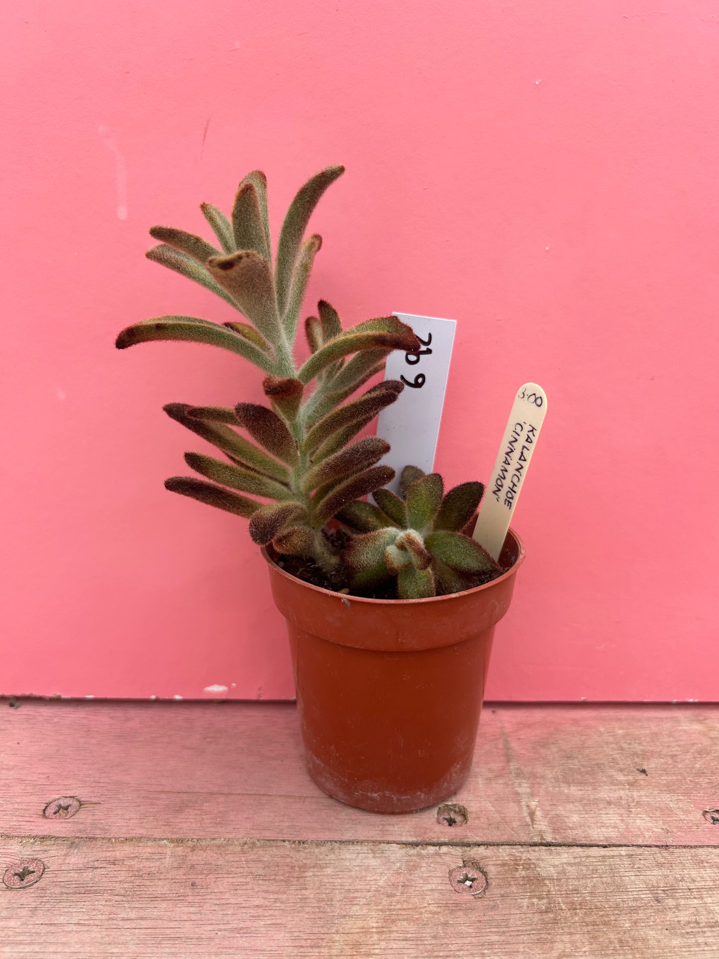 Kalanchoe tomentosa 'Chocolate Soldier' (692)