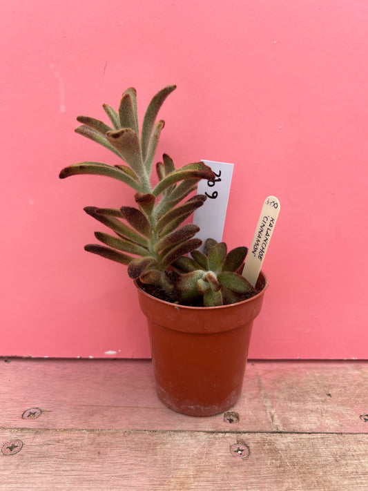 Kalanchoe tomentosa 'Chocolate Soldier' (692)