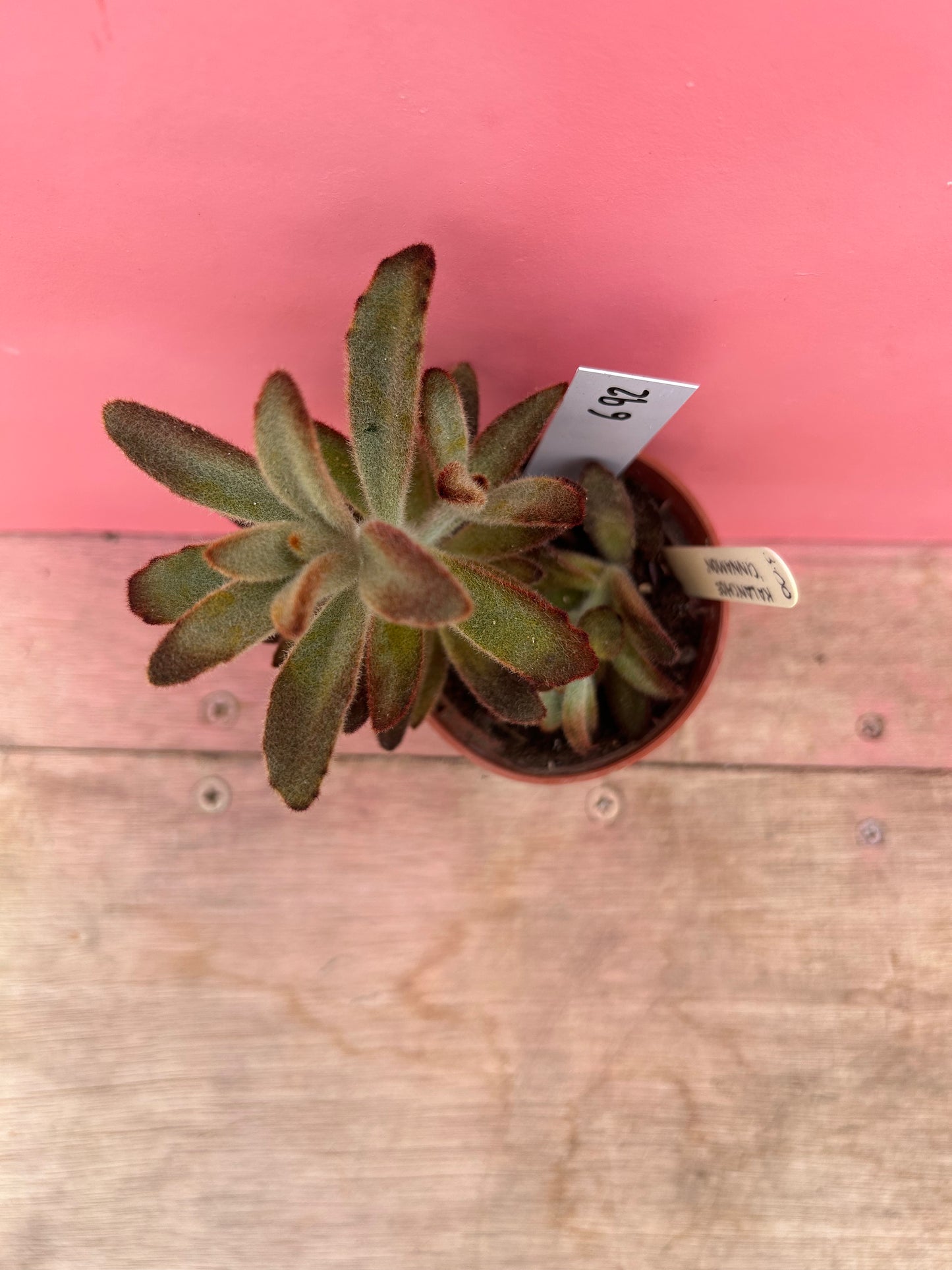 Kalanchoe tomentosa 'Chocolate Soldier' (692)