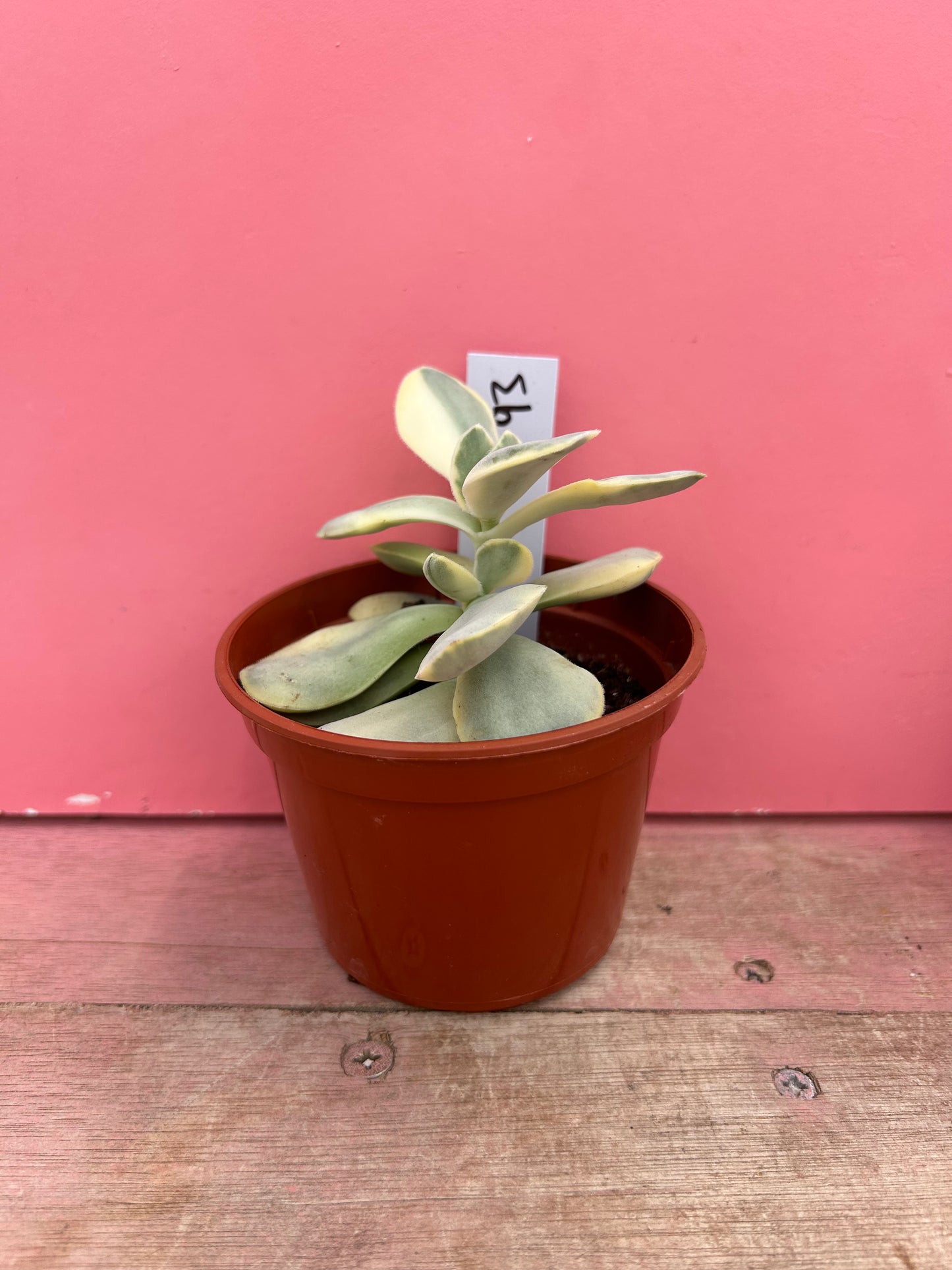 Kalanchoe thyrsiflora variegata (693)