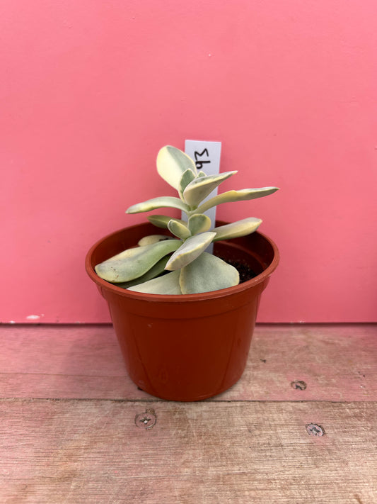 Kalanchoe thyrsiflora variegata (693)