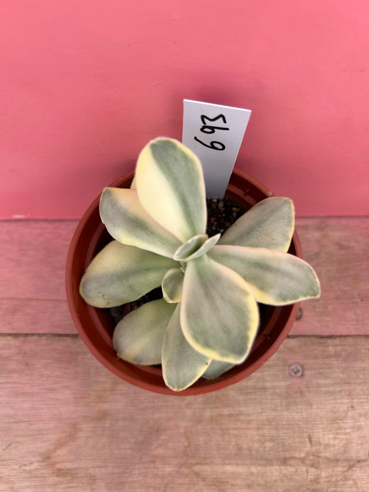 Kalanchoe thyrsiflora variegata (693)