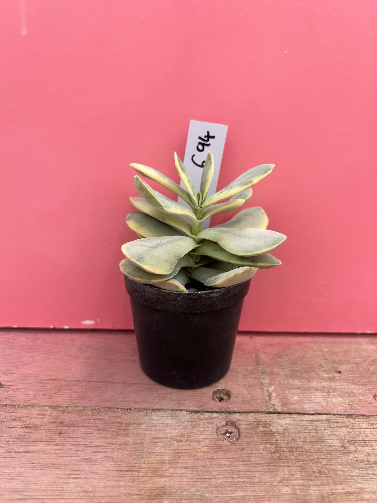Kalanchoe thyrsiflora variegata (694)