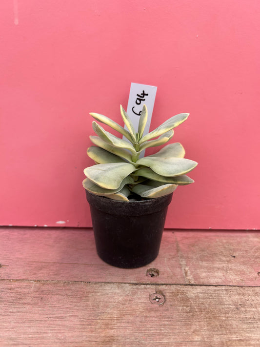 Kalanchoe thyrsiflora variegata (694)