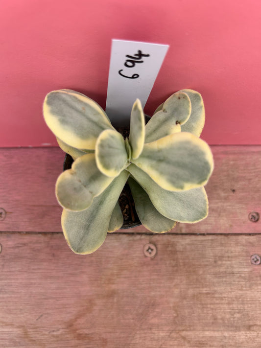Kalanchoe thyrsiflora variegata (694)