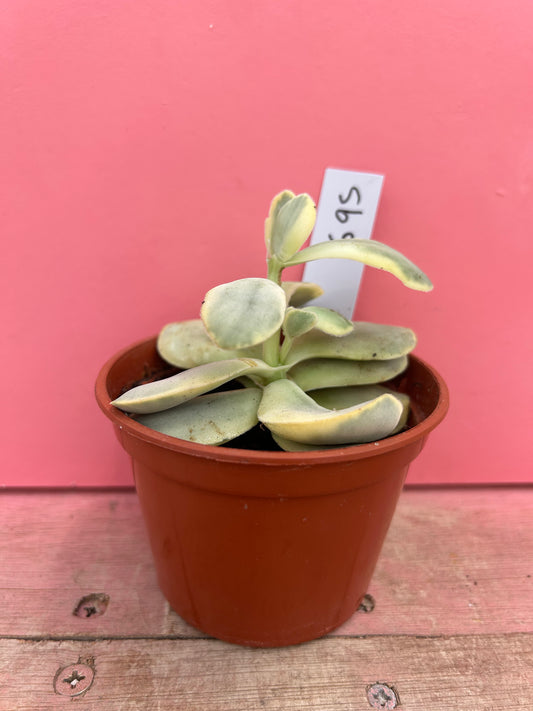 Kalanchoe thyrsiflora variegata (695)