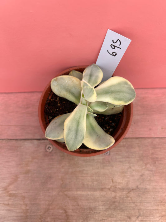 Kalanchoe thyrsiflora variegata (695)