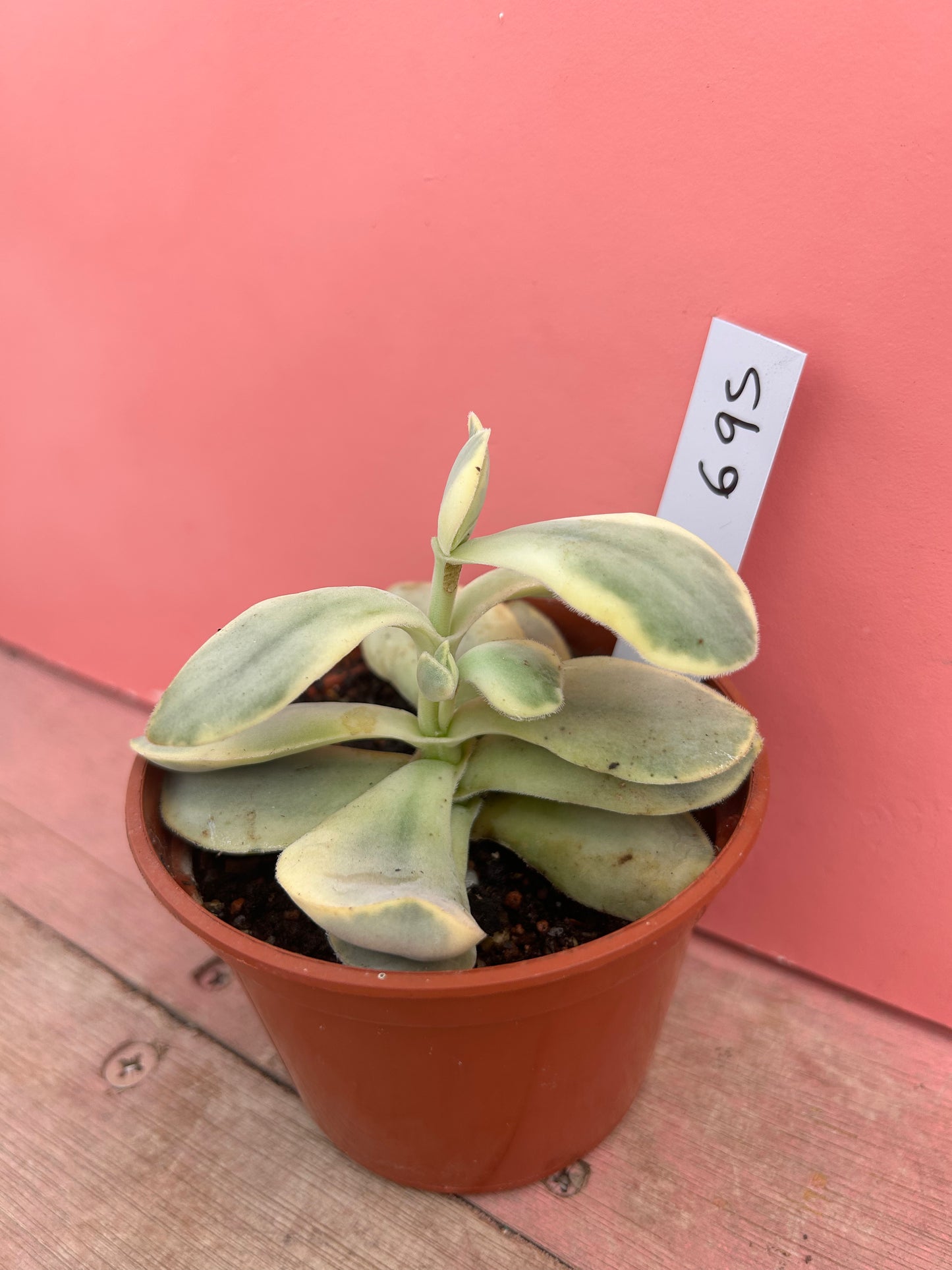 Kalanchoe thyrsiflora variegata (695)