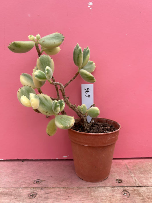 Kalanchoe 'Bear Paws' (696)