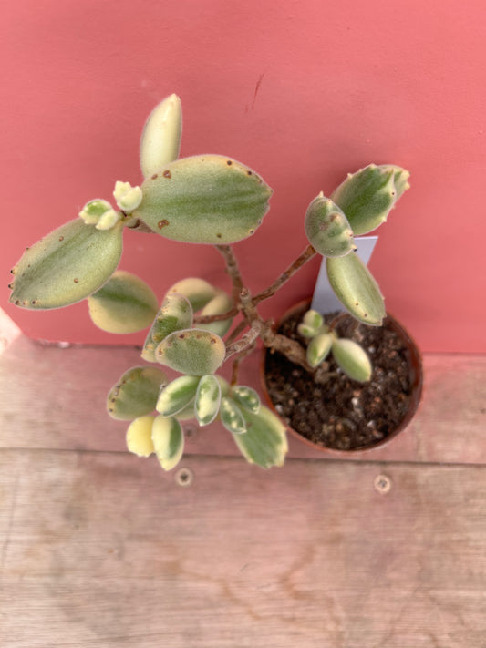 Kalanchoe 'Bear Paws' (696)
