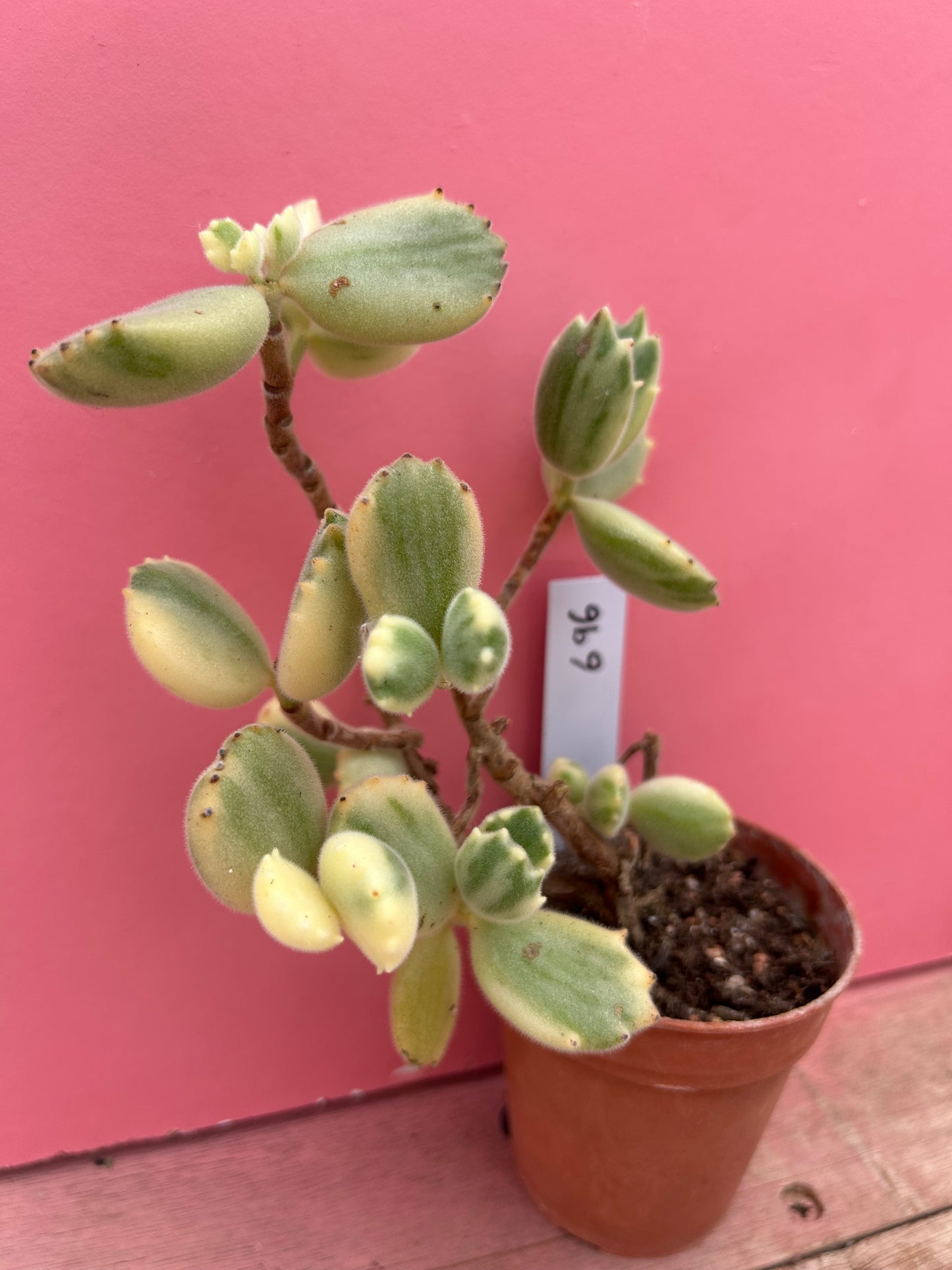 Kalanchoe 'Bear Paws' (696)