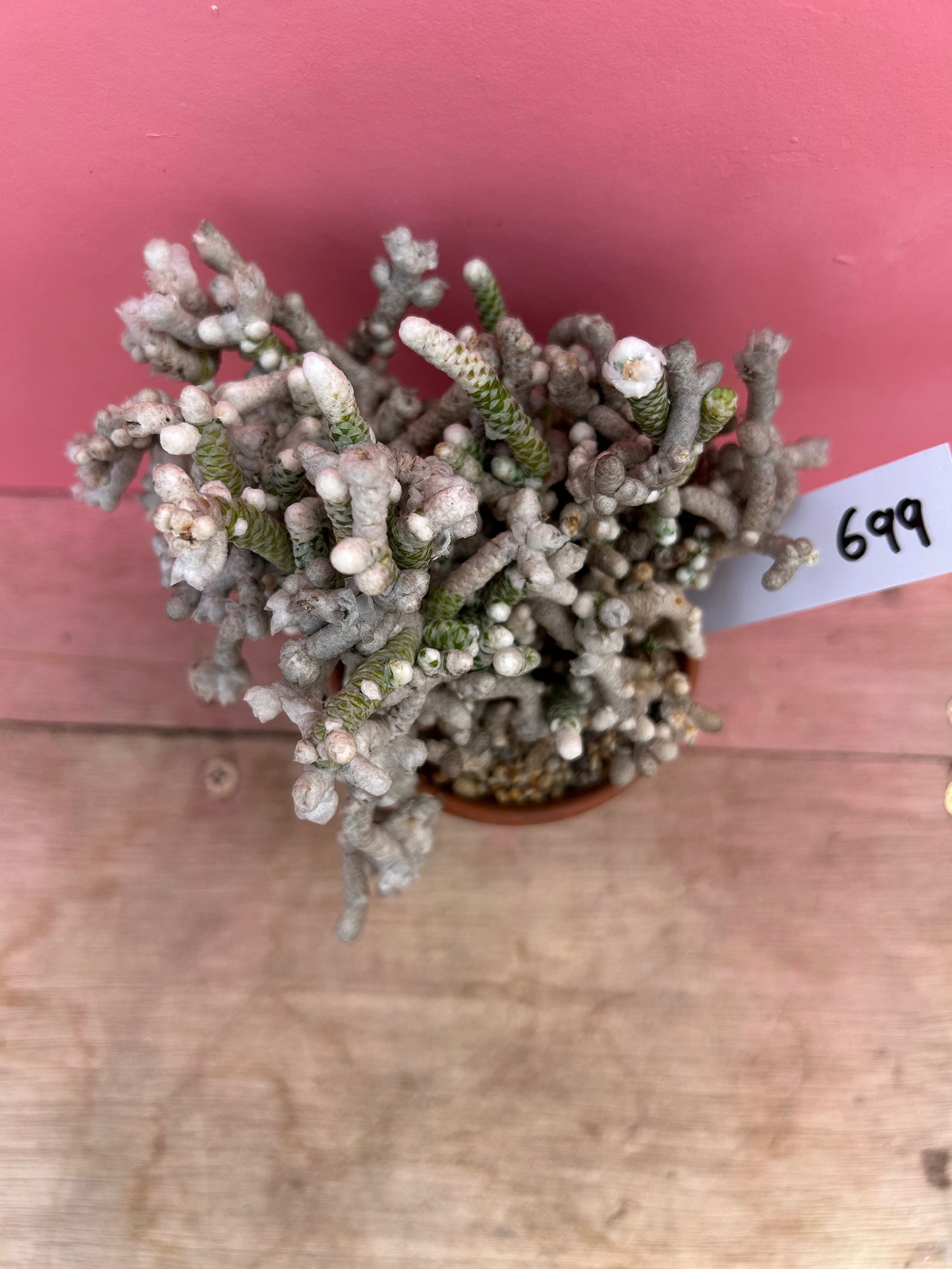 Avonia rohines (699)