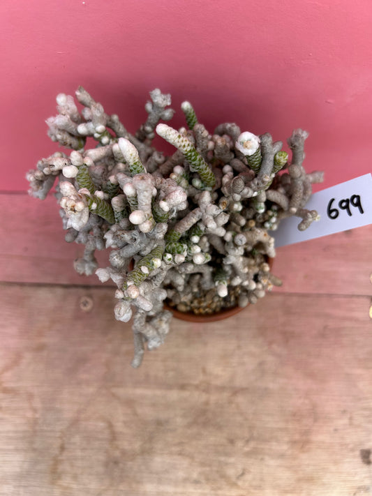 Avonia rohines (699)