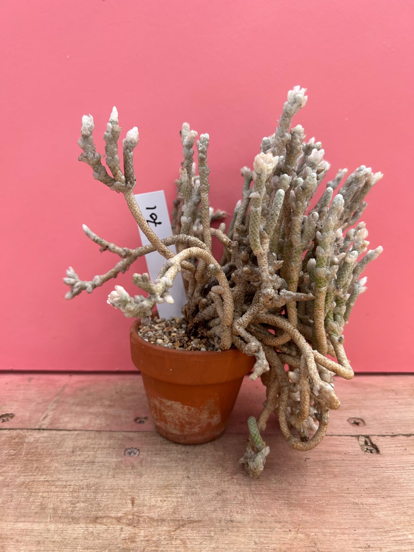 Avonia rohines (needs TLC!) (701)