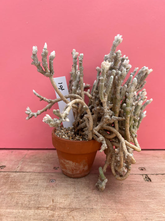 Avonia rohines (needs TLC!) (701)