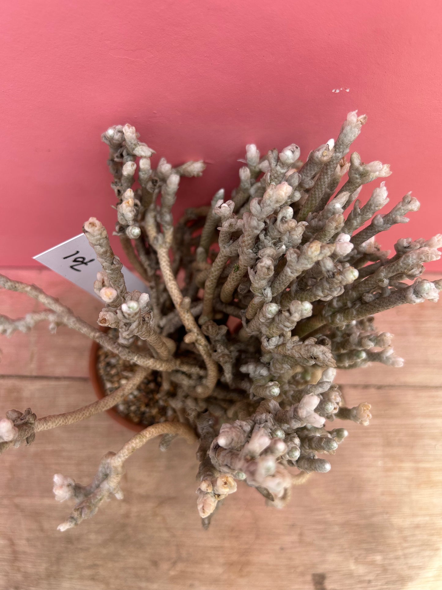Avonia rohines (needs TLC!) (701)