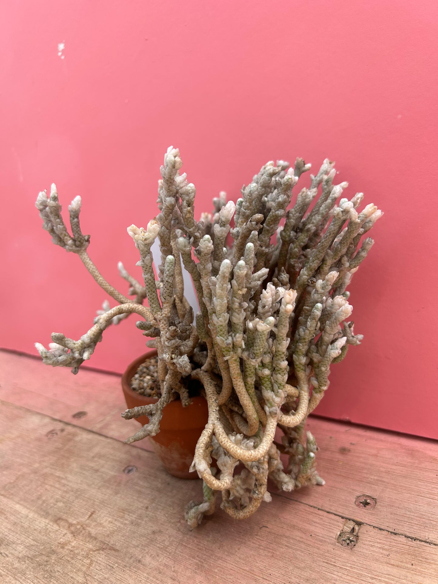 Avonia rohines (needs TLC!) (701)