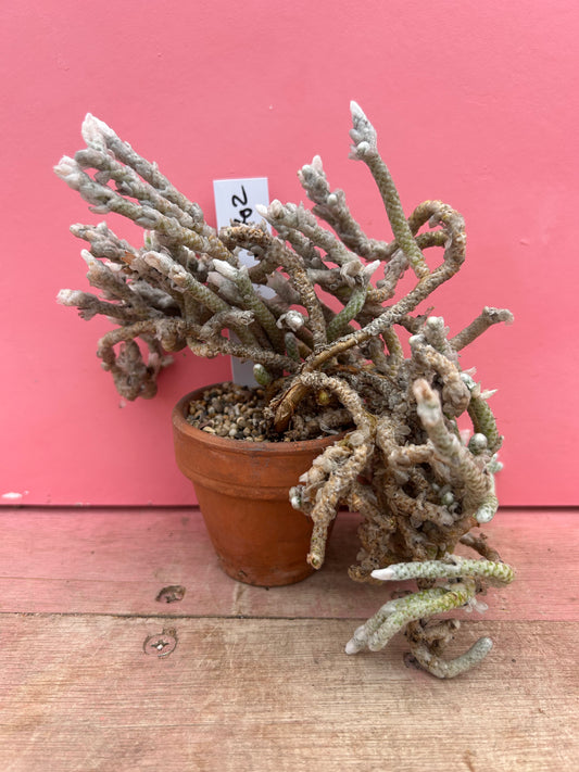 Avonia rohines (bit wild!) (702)