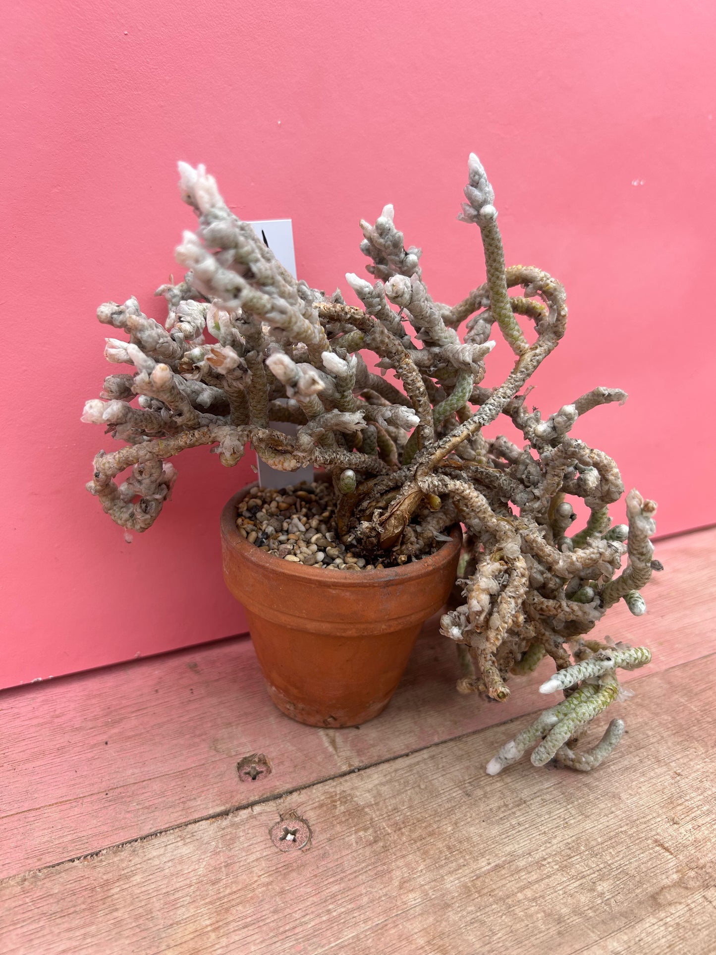 Avonia rohines (bit wild!) (702)