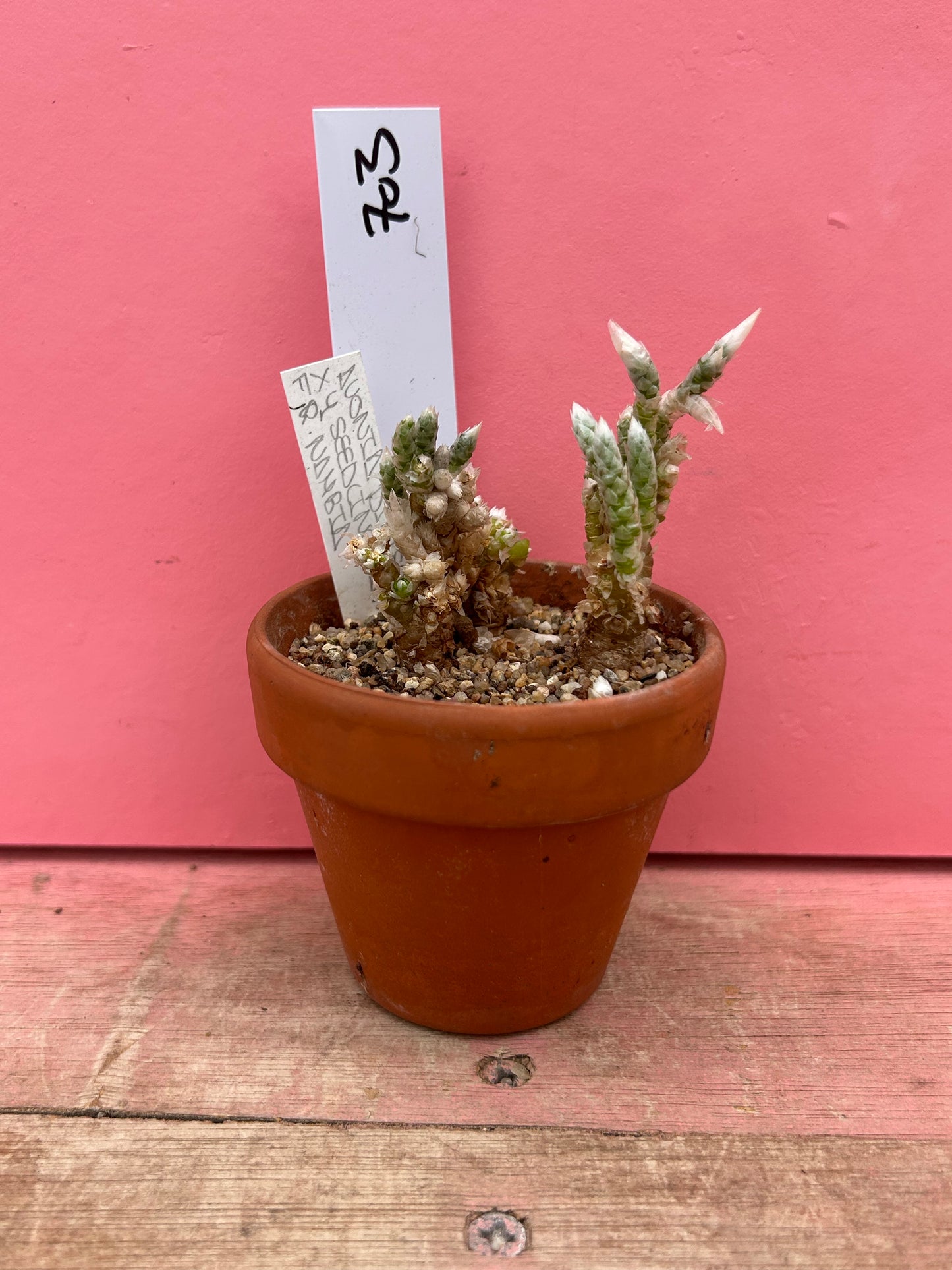 Avonia dinteriixy (pink flower) (703)