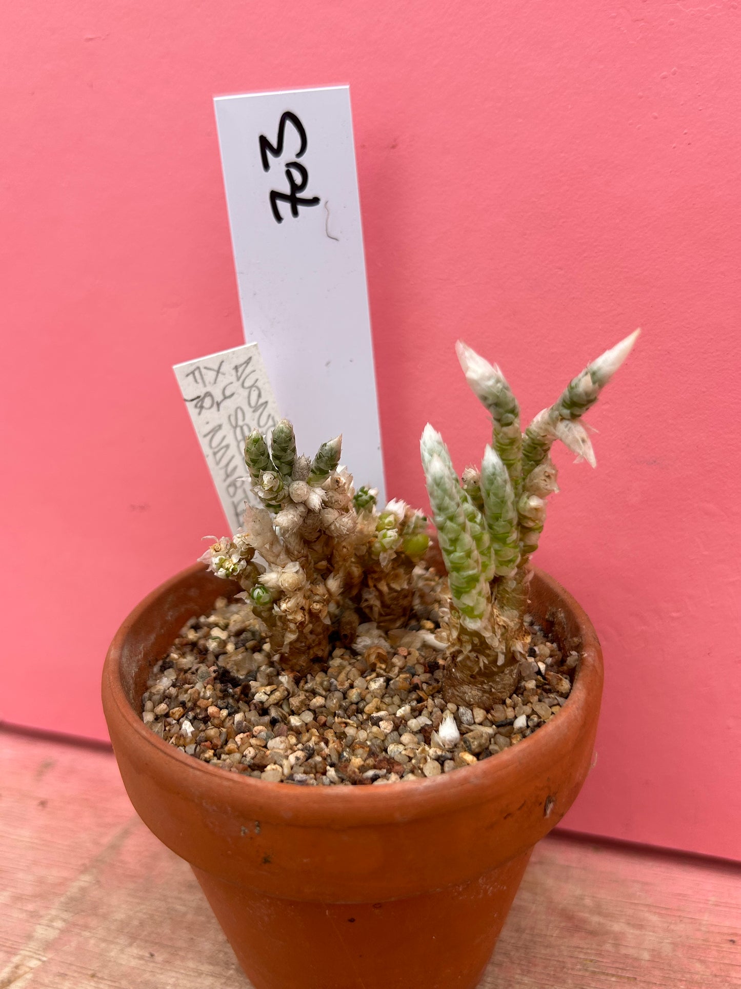 Avonia dinteriixy (pink flower) (703)