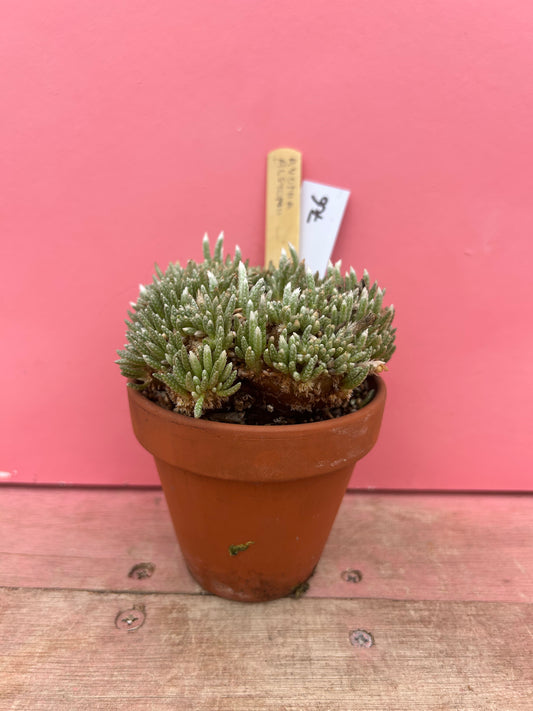Avonia alstonii (706)