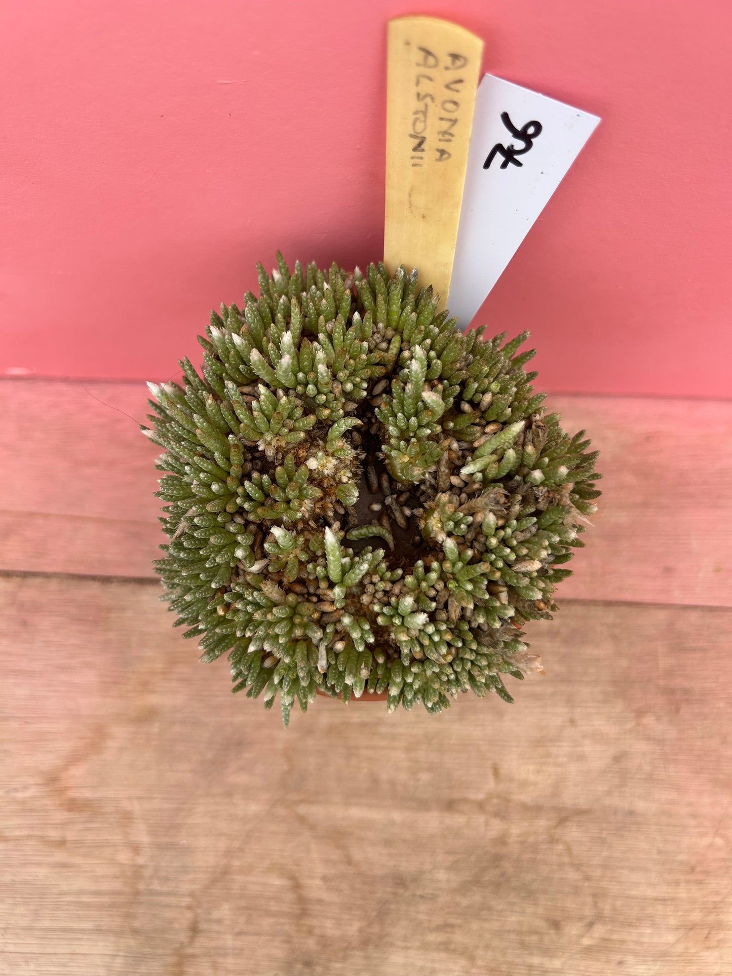 Avonia alstonii (706)