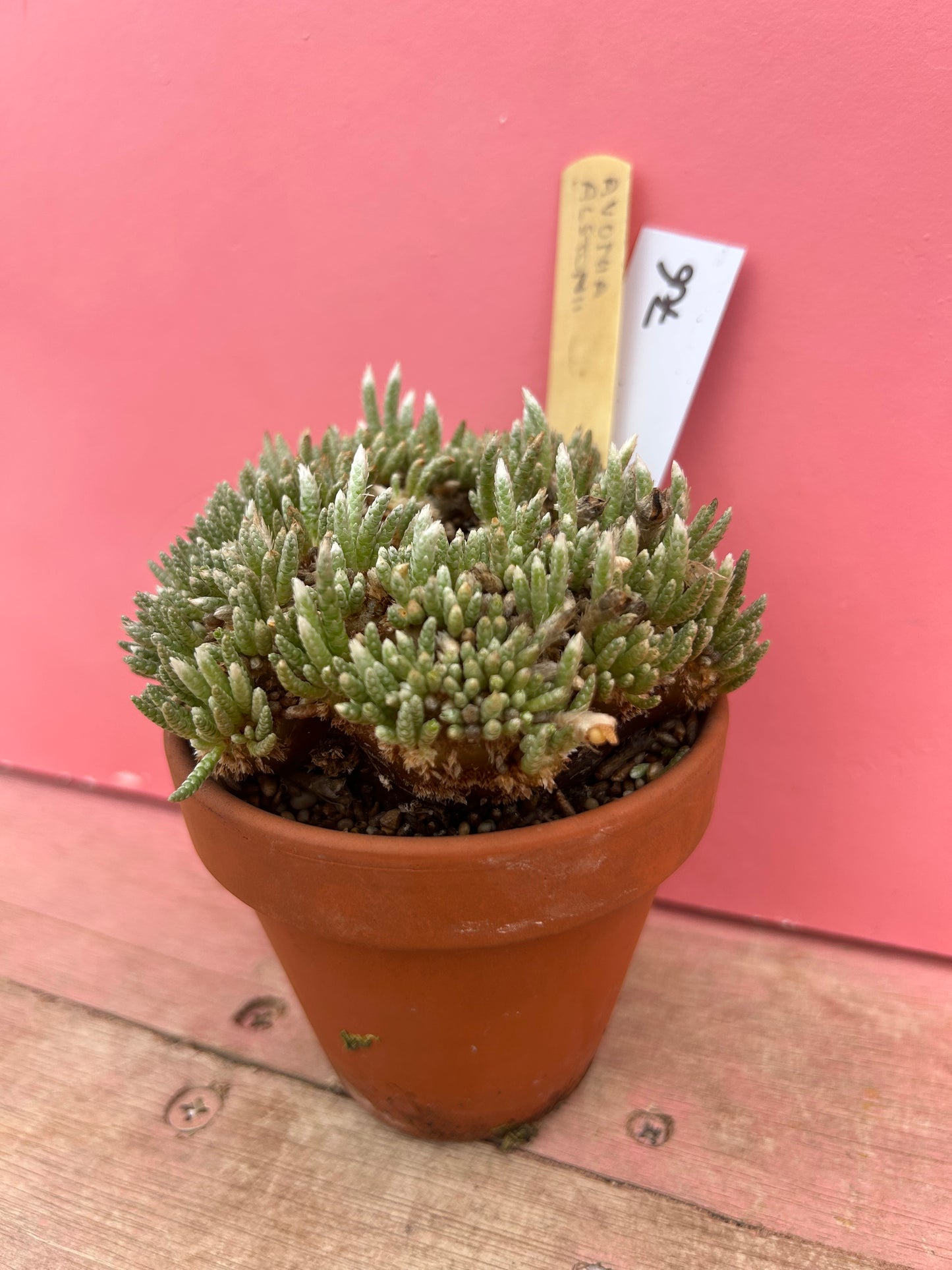 Avonia alstonii (706)