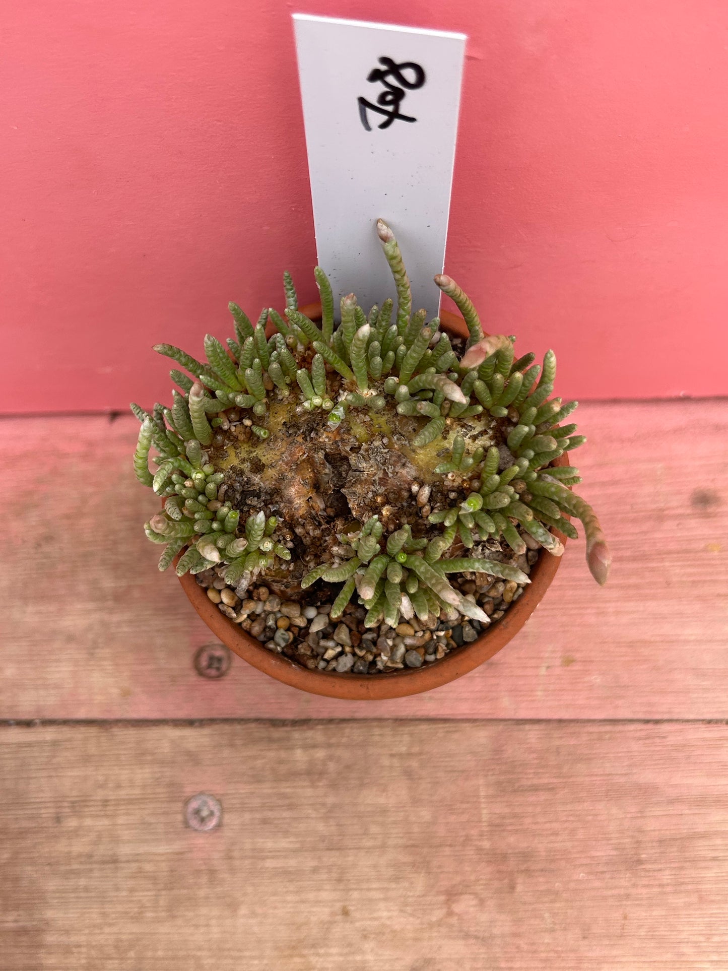 Avonia alstonii (708)