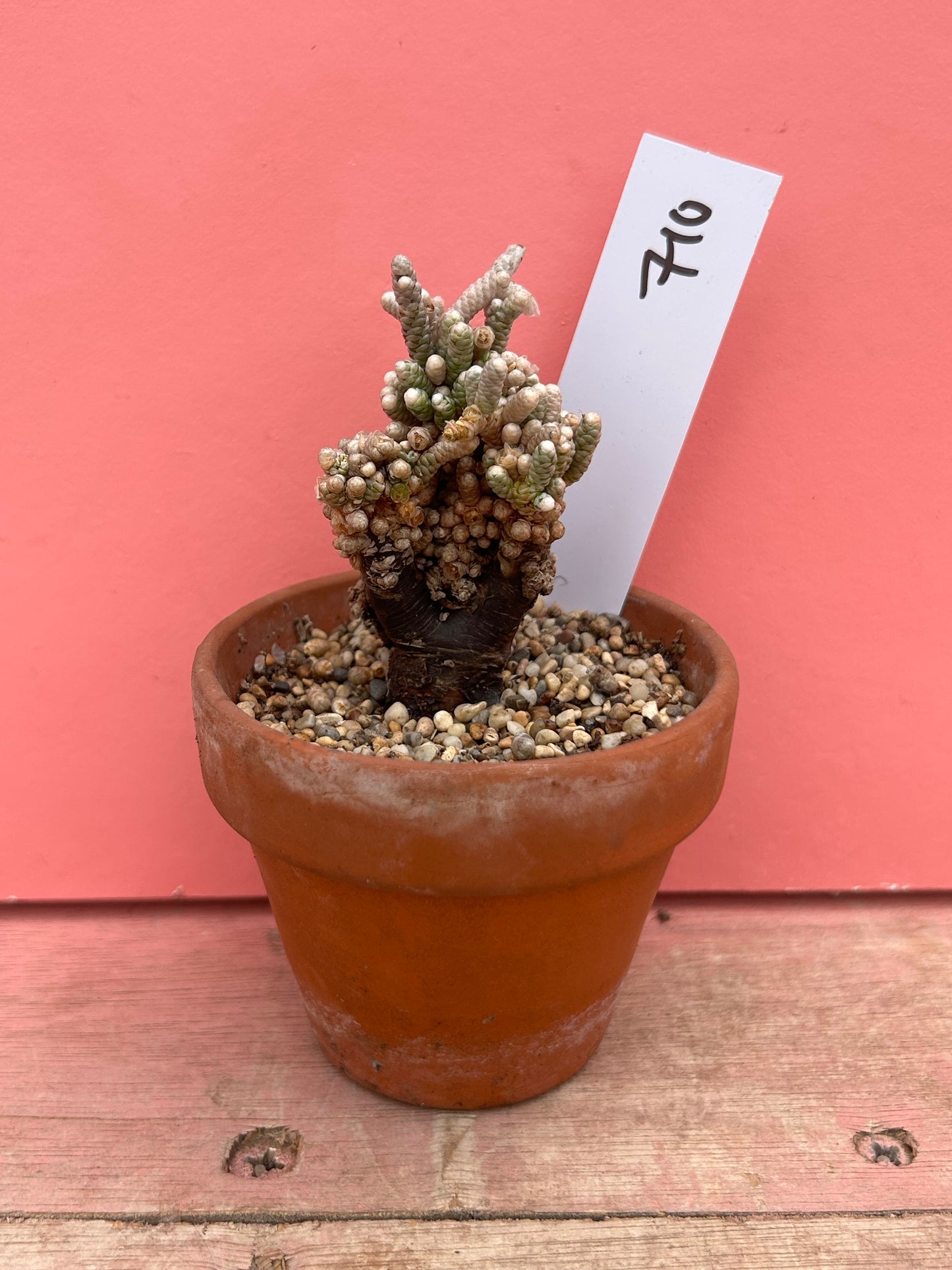 Avonia species (710)