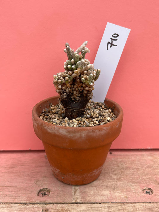 Avonia species (710)