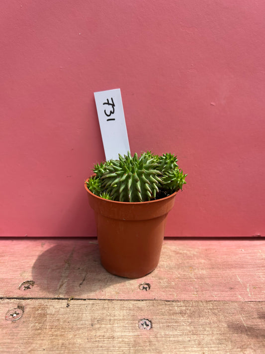 Euphorbia susannae (731)