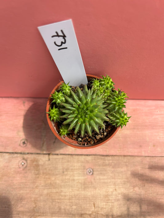 Euphorbia susannae (731)