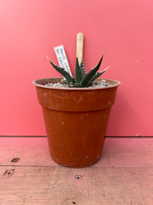 Agave utahensis v. eborispina (324)