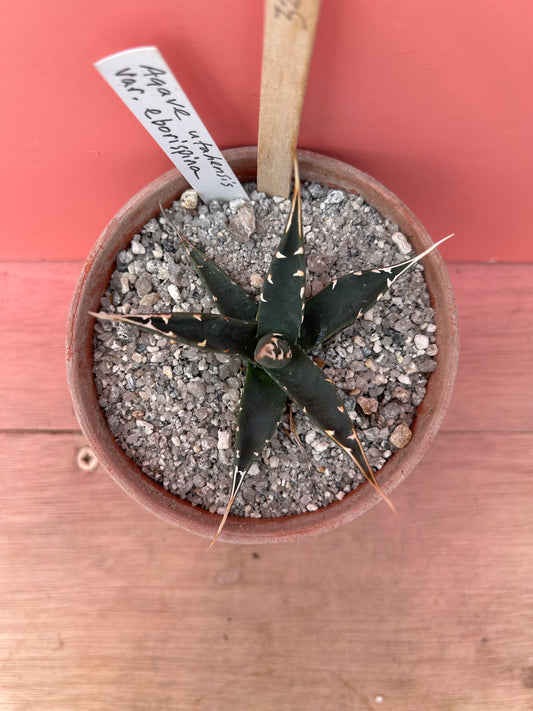 Agave utahensis v. eborispina (324)