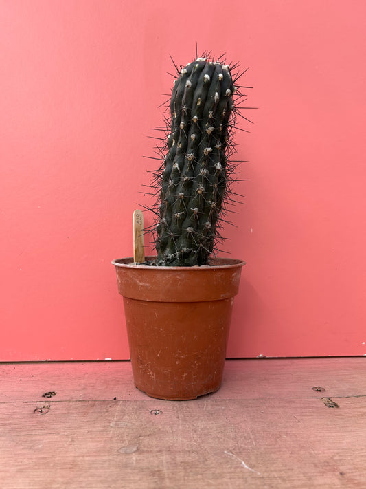 Copiapoa species (329)
