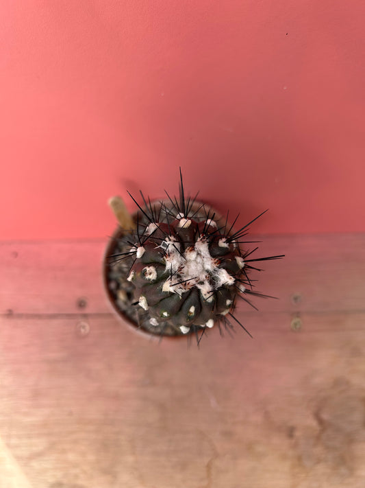 Copiapoa species (329)