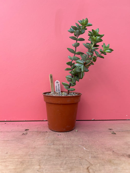 Crassula perforata (330)