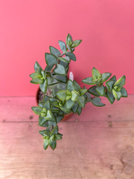 Crassula perforata (330)