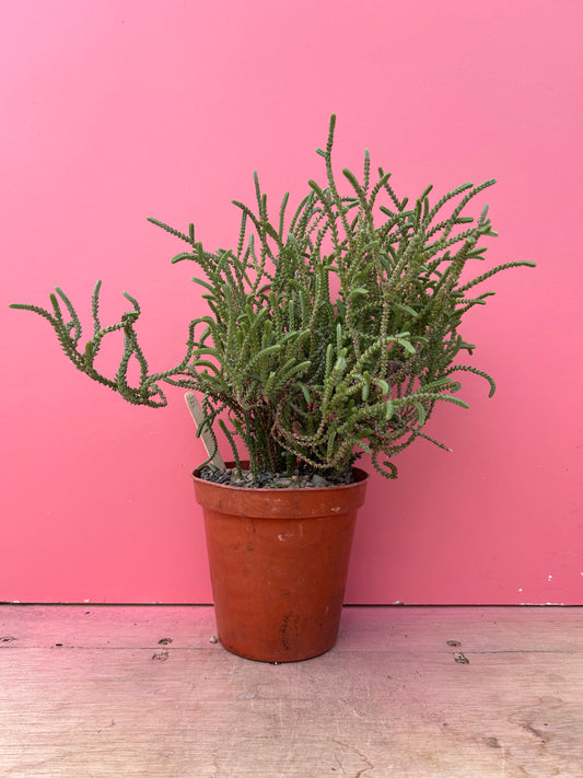 Crassula muscosa 'Watch Chain Plant' (335)