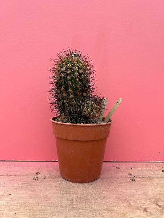 Copiapoa longstraminea (347)