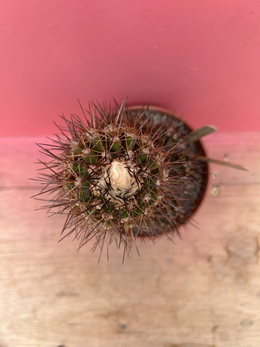 Copiapoa longstraminea (347)