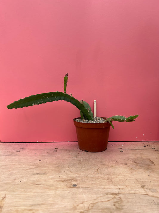 Epiphyllum species (350)