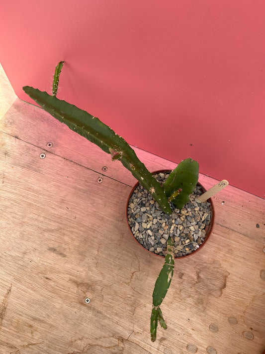 Epiphyllum species (350)