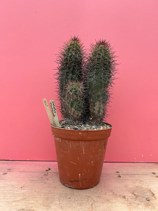 Copiapoa mulitcolor (357)