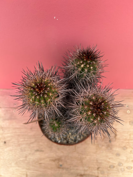 Copiapoa mulitcolor (357)