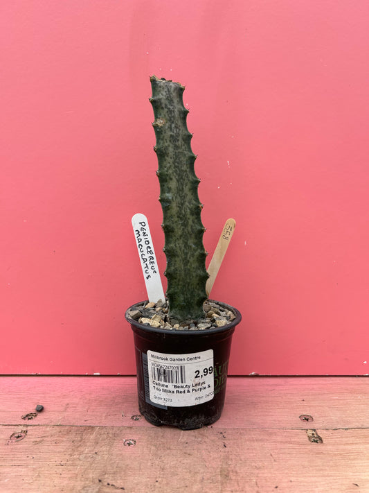 Peniocereus maculcatus (358)