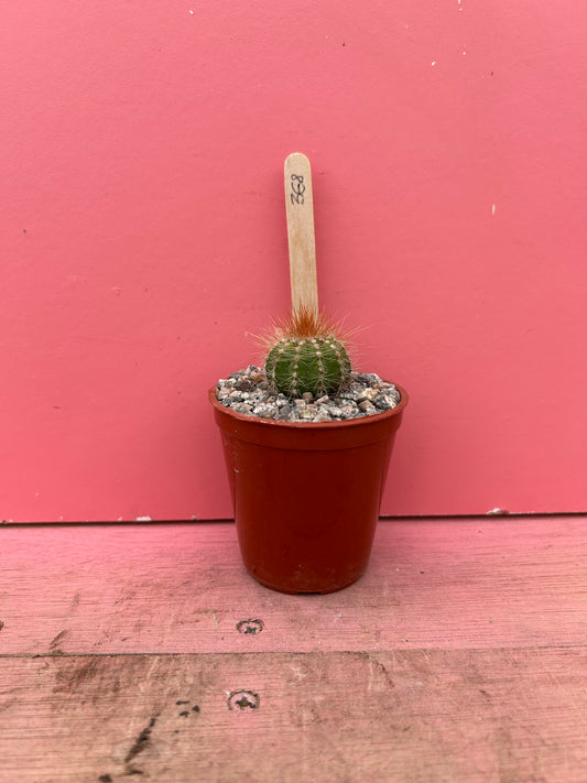 Notocactus pup (368)