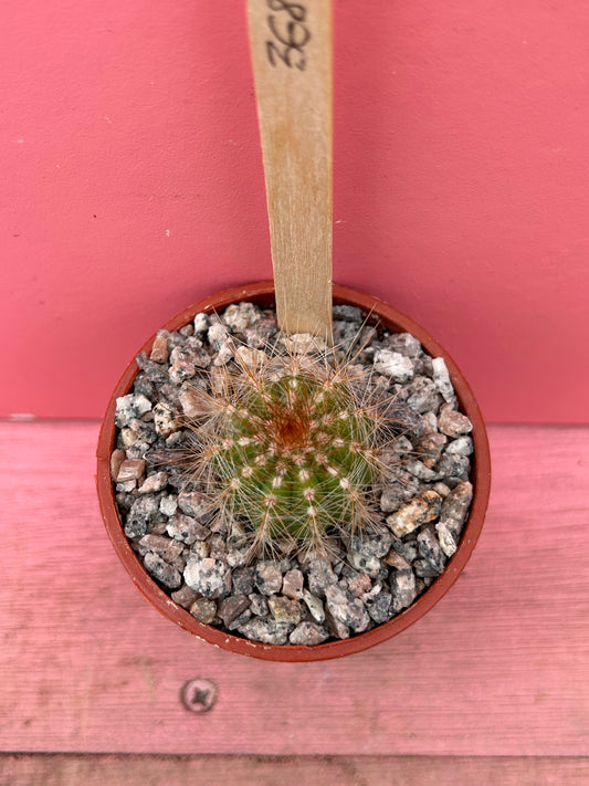 Notocactus pup (368)